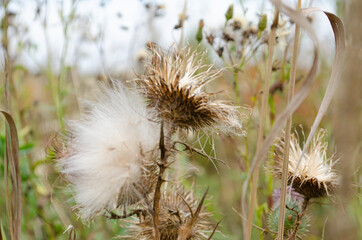 Thistle head closeup picture. Nature background. Soft focus and bokeh.