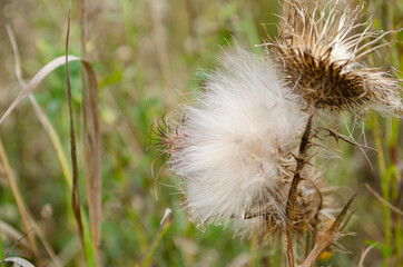 Thistle head closeup picture. Nature background. Soft focus and bokeh.