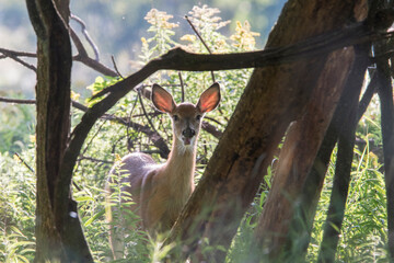 white-tailed deer (Odocoileus virginianus) in summer