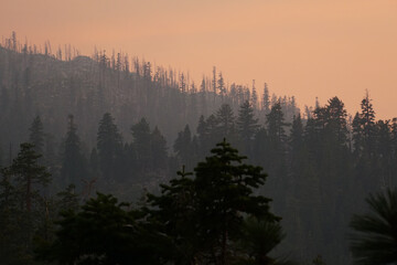 Very hazy and smokey view of pine trees on a mountain near sunset, during California's wildfire season
