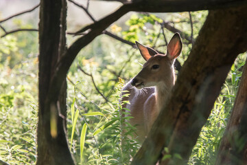 white-tailed deer (Odocoileus virginianus) in summer