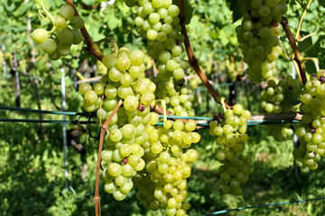 Many bunches of sweet green grapes on vine on a vineyard