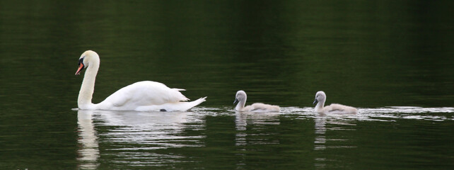 Swan and cygnets on a lake