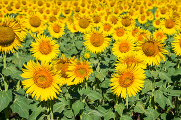 Sunflower field nature scene. Sunflowers. Sunflower field landscape. Sunflower field view