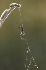 Argiope trifasciata (the banded garden spider or banded orb weaving spider)