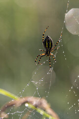 Argiope trifasciata (the banded garden spider or banded orb weaving spider)