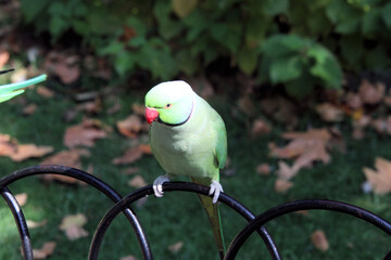 A view of a Ring Necked Parakeet in London