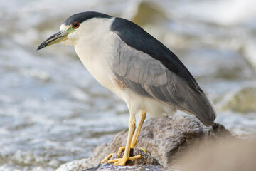 black-crowned night heron (Nycticorax nycticorax)