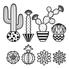 Collection of cacti