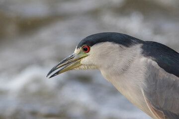 black-crowned night heron (Nycticorax nycticorax)