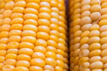 yellow corn stalk close up photo in wooden background