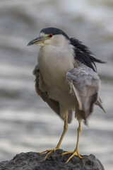 black-crowned night heron (Nycticorax nycticorax)