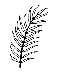 Vector illustration of palm leaf. Hand drawn botanical element isolated on white background