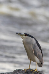 black-crowned night heron (Nycticorax nycticorax)