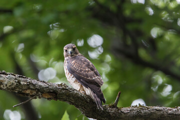 broad-winged hawk (Buteo platypterus)