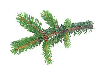 Pine tree branch isolated on a white background. Evergreen tree branch.