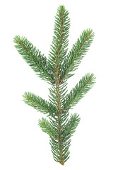Top view of fir tree branch isolated on a white background. Fresh spruce branch.