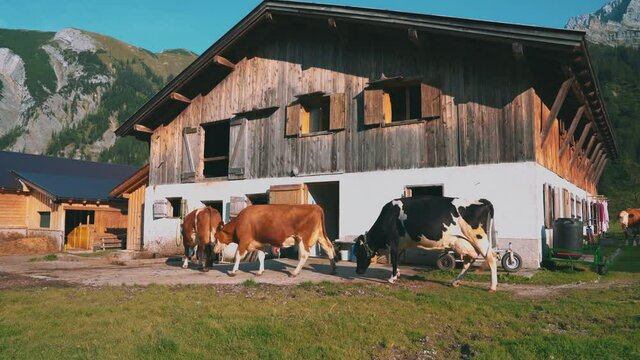 A herd of natural cows are walking back into their stables in a romantic and idyllic Austrian mountain village in the Tirol alps in summer for giving their milk.