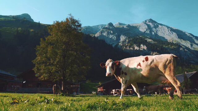 A herd of natural cows is walking through a romantic and idyllic Austrian mountain village back to their stables in the Tirol alps in summer for giving their milk.