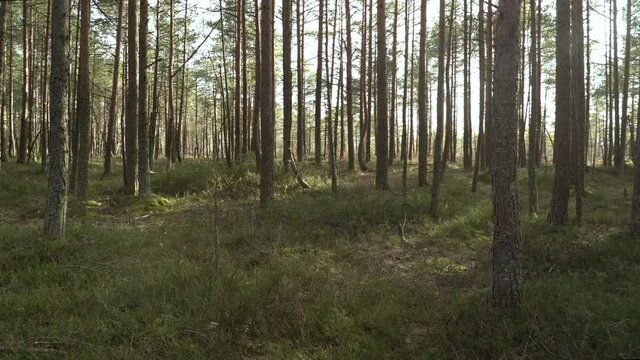 Spring at bog. Fine trees, sunbeams and lens flare. Panorama to right. Blueberries at ground.