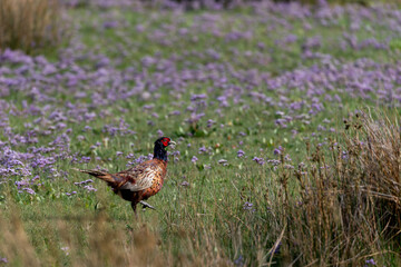 Common Pheasant (Phasianus colchicus) in the salt marshes on the East Frisian island Juist, Germany.