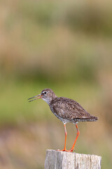 Redshank (Tringa totanus) sitting on a fence post at the salt marshes on the East Frisian island Juist, Germany.