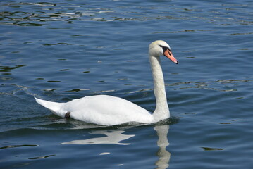 Schwimmender Schwan