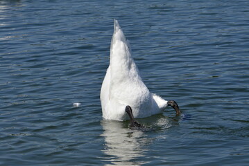 Tauchender Schwan