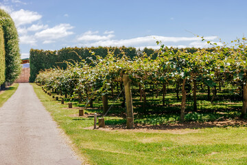 Kiwifruit farm with hedge and crates - Te Puke, Bay of Plenty, North Island, New Zealand