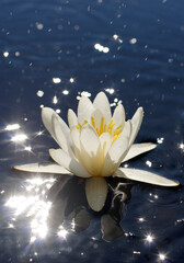 White water lily with a yellow core in a lake with bright highlights on the water