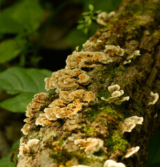 Woody Nature Shots