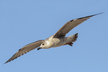 Fototapeta premium Seagull in low level flight against the blue sky