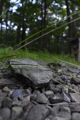 Rocks, Weeds, and Things