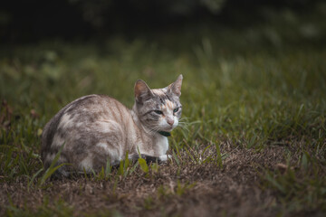 Naklejka na ściany i meble White cat lying in the garden, model pose.