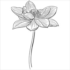 Hand drawn vector of lotus flower isolated on white background for coloring page. Black and white  stock illustration of blossom plant for coloring book.