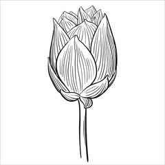 Hand drawn vector of lotus flower isolated on white background for coloring page. Black and white  stock illustration of blossom plant for coloring book.