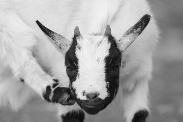 animal