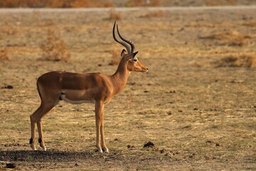 Antilope