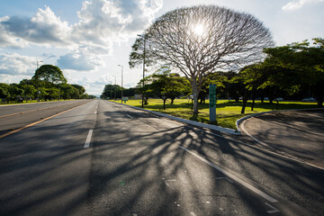 Tree near Brasilia's Eixão Avenue.