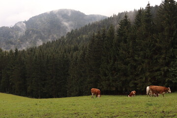 weidende kühe auf großer wiese weide