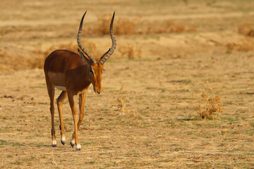 Antilope