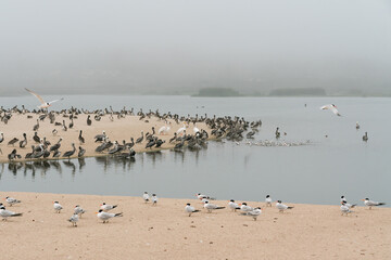 Sand dunes on the beach and colony of seabirds, California
