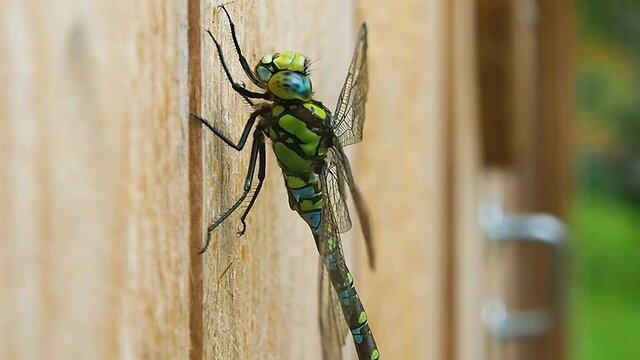 Dragonfly green on the Board. Macro photography of insects in the natural environment.