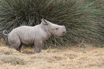 Fototapeta premium Rhinocéros