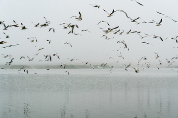 Least tern birds flying over the river. Great colony of sea birds, Guadalupe-Nipomo Dunes National Wildlife reserve, California