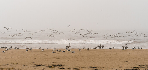 Large group of seabirds on the beach, stormy Pacific ocean background. Panoramic view, overcast...