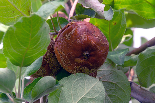 Monilia fruit.