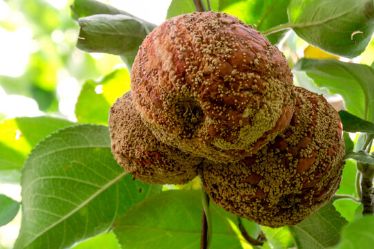 Monilia fruit.