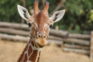 Girafe