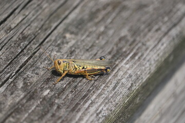 grasshopper on a wooden background